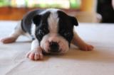 Törzskönyvezett bostoni terrier kutyakölykök eladóak2
