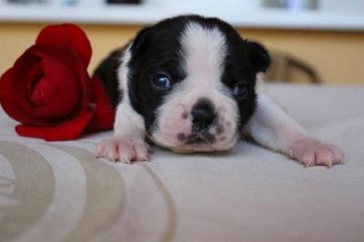Törzskönyvezett bostoni terrier kutyakölykök eladóak0