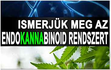 Toborzó-asszisztens0