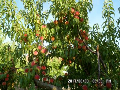 Eladó zártkerti szőlő-gyümölcsös, lakott házakhoz közel a Bács megyei0