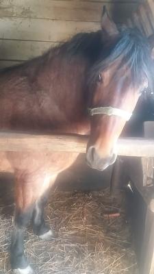 7957.Okorág Baranya0