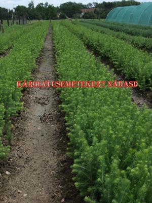 Fenyőcsemete eladó!0