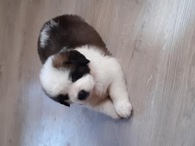 Költözhetö Bernáthegyi Fajtatiszta kiskutyák0