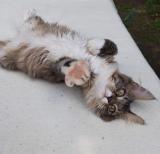 Maine coon kiscica eladó1