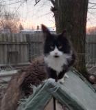 Maine coon kiscica eladó2