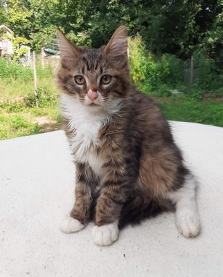 Maine coon kiscica eladó0