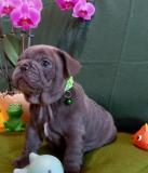 Fajtatiszta jellegű francia bulldog kiskutya eladó!