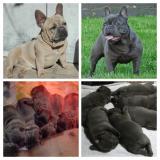 Fajtatiszta jellegű francia bulldog kiskutya eladó!2