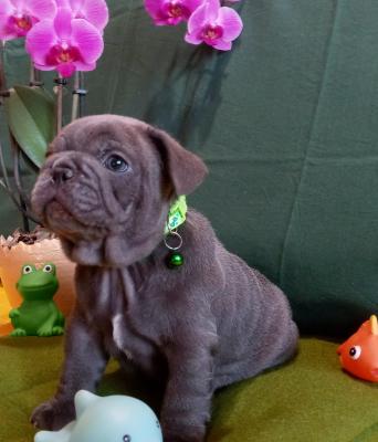 Fajtatiszta jellegű francia bulldog kiskutya eladó!0