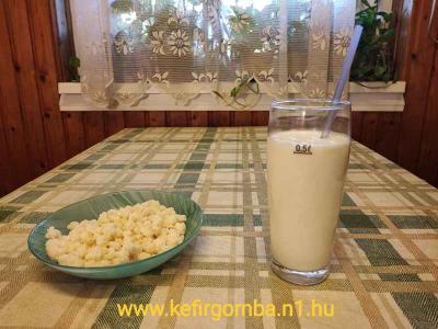 Garantált Prémium minőségű Tibeti kefirgomba eladó!0