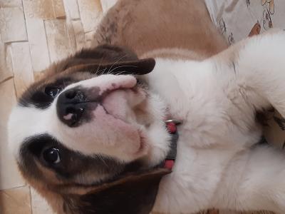 Költözhetö Bernáthegyi Fajtatiszta kiskutyák0