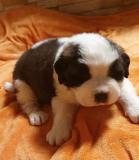 Minőségi Bernáthegyi szuka kiskutyák Eladók1