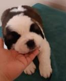 Minőségi Bernáthegyi szuka kiskutyák Eladók2