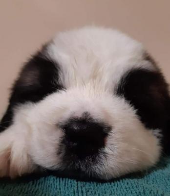 Minőségi Bernáthegyi szuka kiskutyák Eladók0