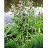 Értékesítése Comfrey Gyökér ömlesztve a gyártótól a legjobb áron1