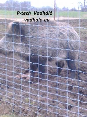 vadháló drótfonat oszlop drótkerítés kerítésépítés0