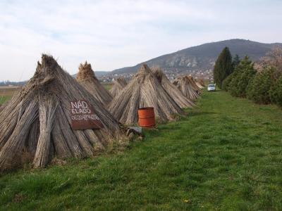Nádazást vállalok a Balaton-felvidéken0