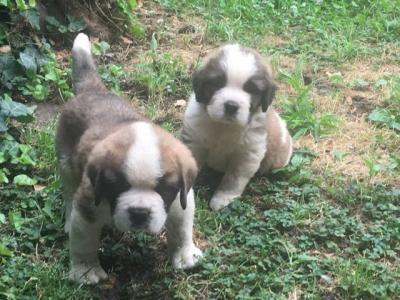 Eladó bernáthegyi kiskutyák0