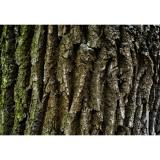 Értékesítése Tölgy kéreg ömlesztve a gyártótól a legjobb áron2
