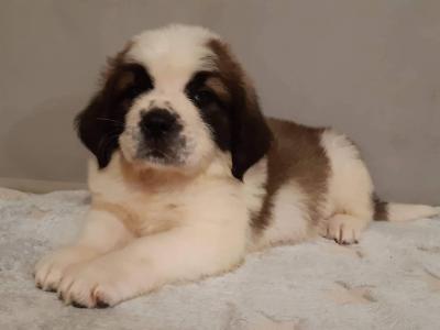 Minőségi St.Bernáthegyi kiskutyák Tenyésztőtől0
