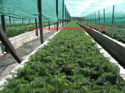 Normand ,luc,kékezüst fenyőcsemete eladó!0