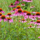 Értékesítése Echinacea bíborfű ömlesztve a gyártótól a legjobb áron1