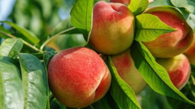 Gyümölcsfa oltványok teremlőtöl eladók!0