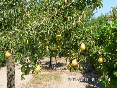 Eladó 435 négyszögöl zártkerti szőlő-gyümölcsös0