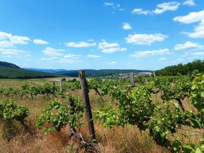 Eladó 11.700 m2-es szőlő ültetvény Szendehelyen.0