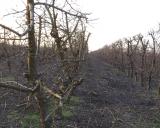 Metszési munkára keresünk dolgozókat.