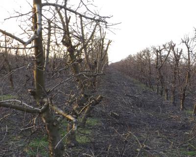 Metszési munkára keresünk dolgozókat.0