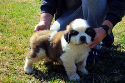 Eladó bernáthegyi kiskutyák0