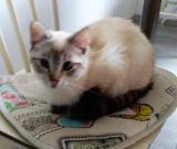 Elveszett cica keres szerető gazdát1