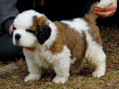 Eladó bernáthegyi kiskutyák0