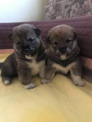 Shiba inu kan kutyusok eladóak0