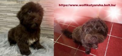 Wolfi Kutyaruha Webshop és kiegészítők0