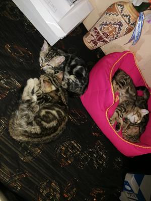 Bengáli cicák eladók Foltos és márványos színekben0