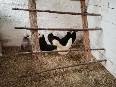 Holland búbos csirke, Indiai páva galamb,King galamb0