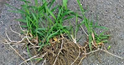 Értékesítése Pyrium gyökér ömlesztve a gyártótól a legjobb áron0