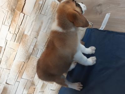 Szent Bernáthegyi szuka kiskutyák elérhetőek0